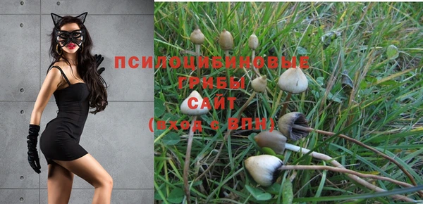 шишки Новодвинск